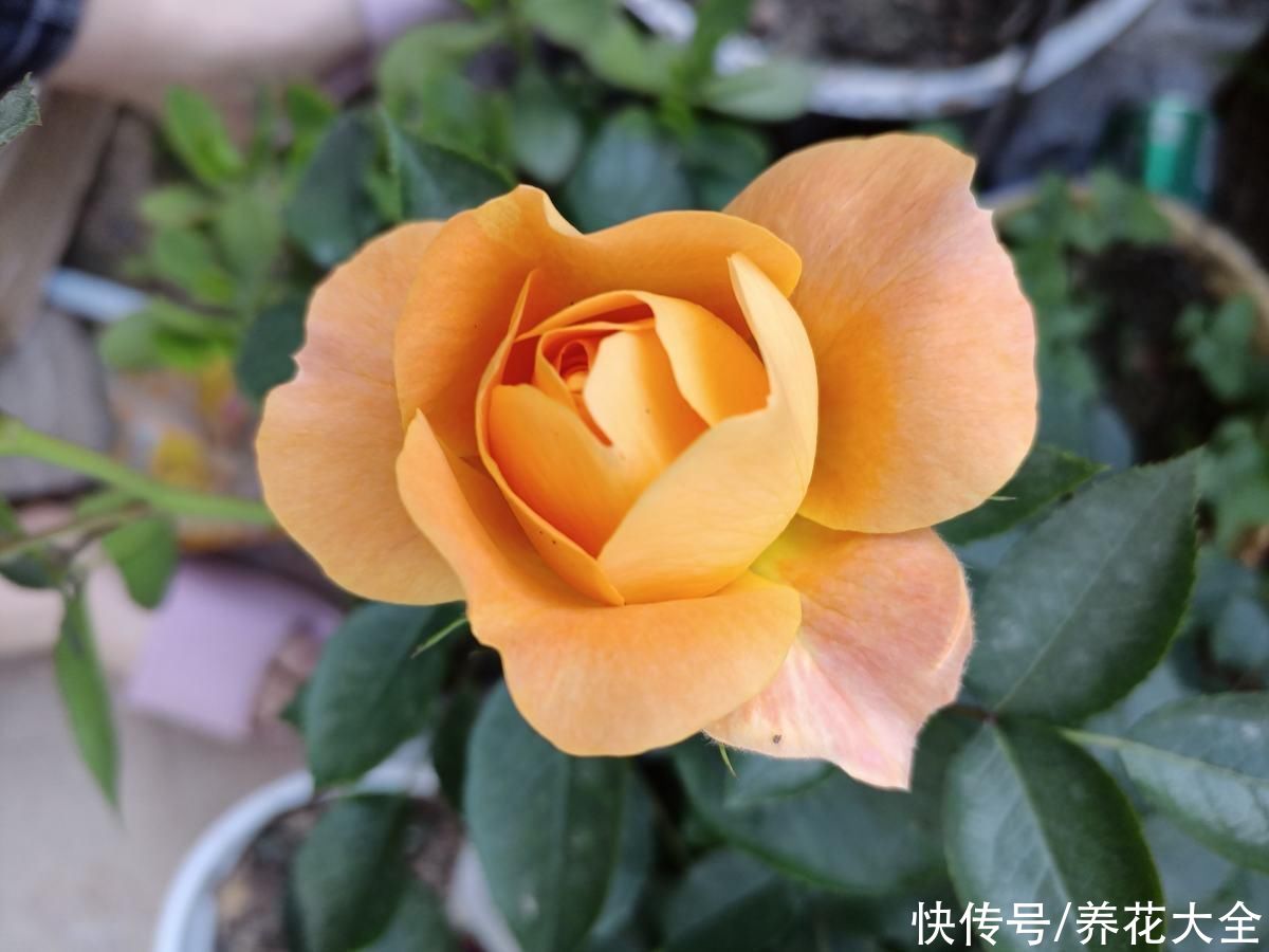 这5种花特别不怕晒，夏天里，养花杀手的福音