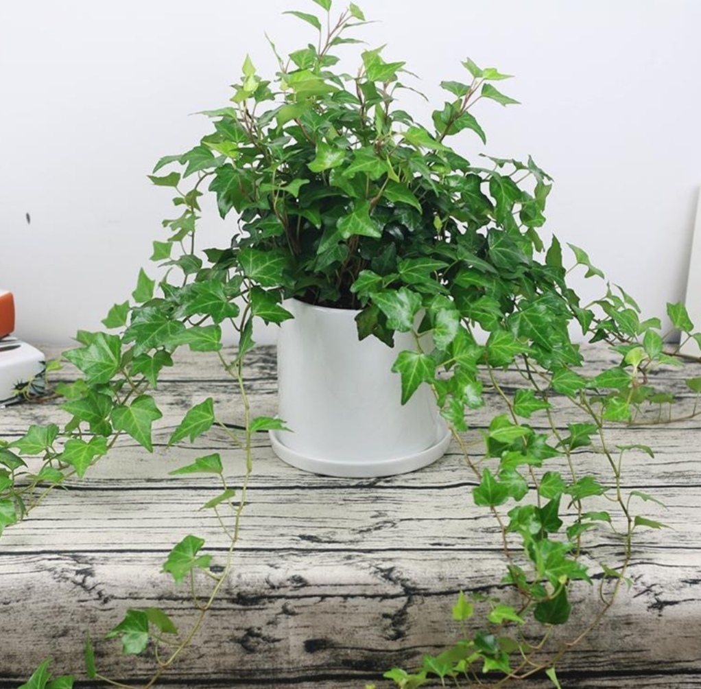 有害气体|6种漂亮的植物,适合在卧室养,能缓解疲劳,改善睡眠