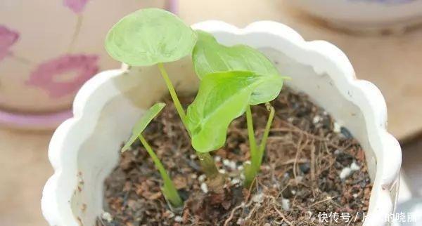 解决|土壤板结不必再换土了,简单一招教你完美解决