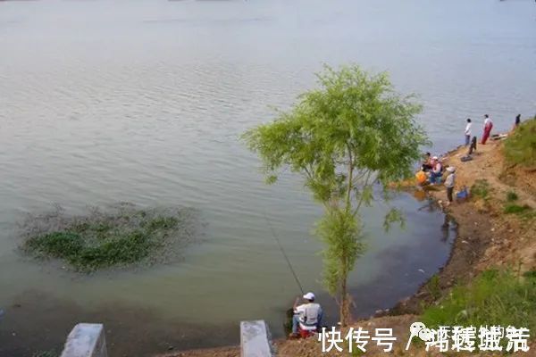 水质|钓鱼不钓草,完全瞎胡跑找个草窝就开钓,那离“扑空”不远了