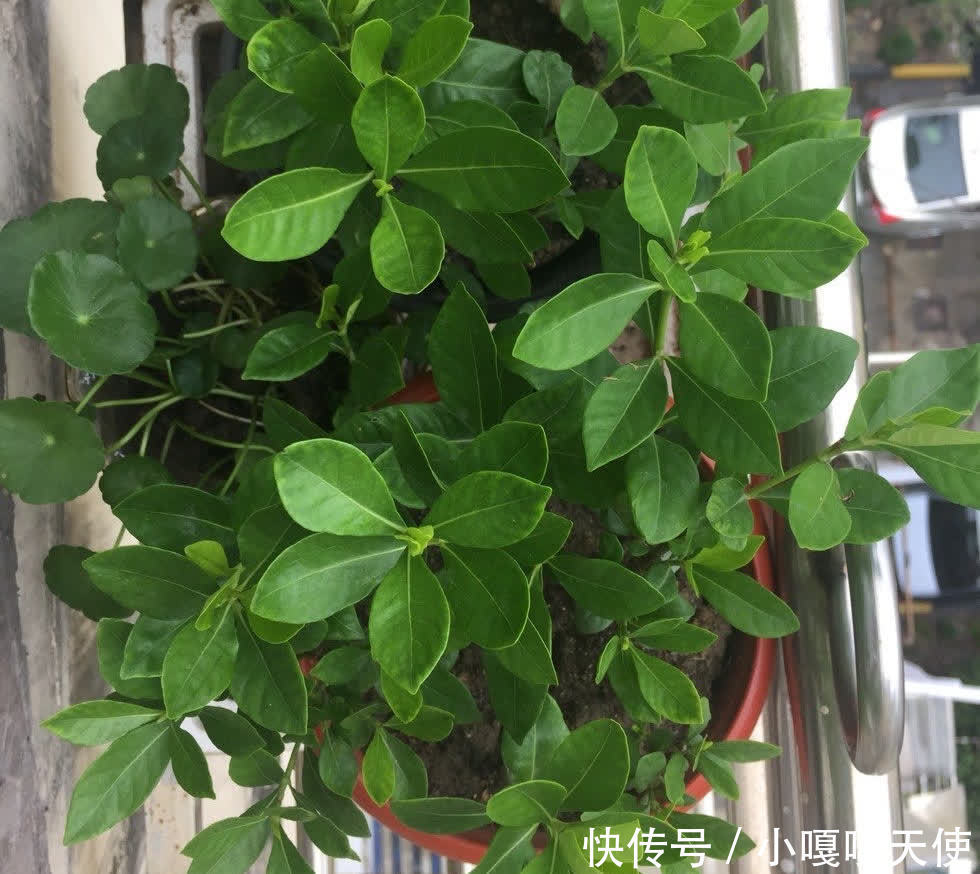 家里有不用的瓶子,拿来水培3种绿植,简单好养清新漂亮