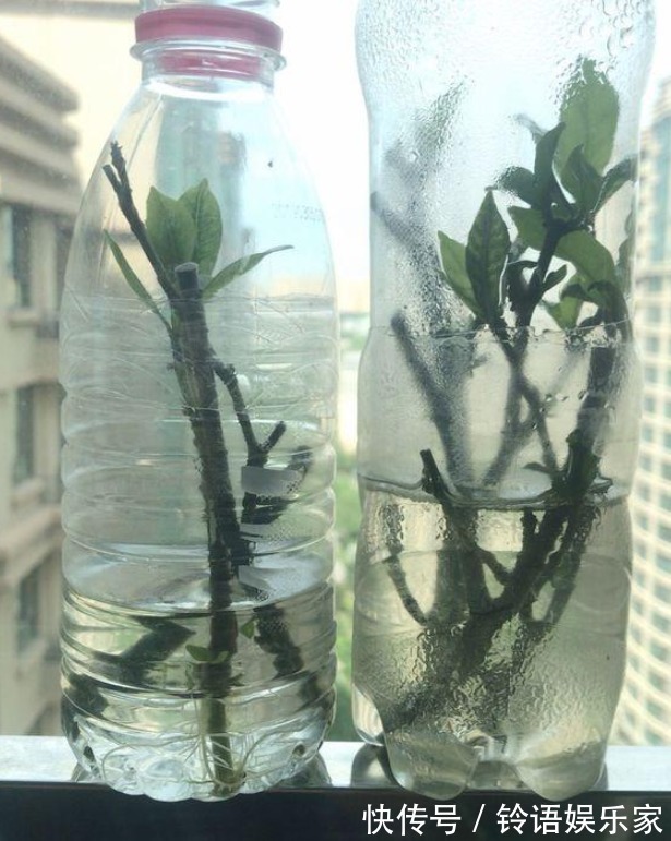 成活率|水插栀子花，想要提高成活率，这些事情要做好！