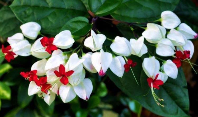 4种花养在家里,一整年都有好运气,比吊兰好养,你养了吗