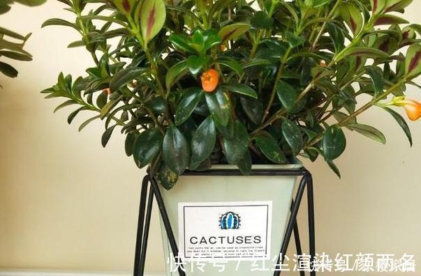 浇水|阳台养花草盆栽,秋冬该如何浇水?学会2招干湿判断技巧就够了