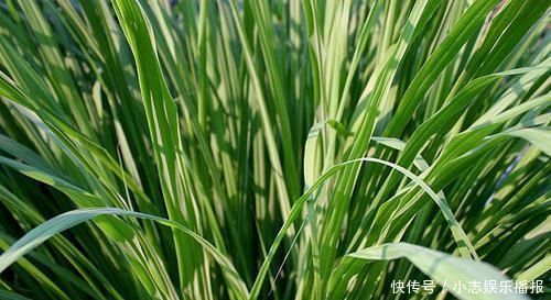 印度人视为“神草”，引入我国成杂草泛滥农田，殊不知价值珍贵