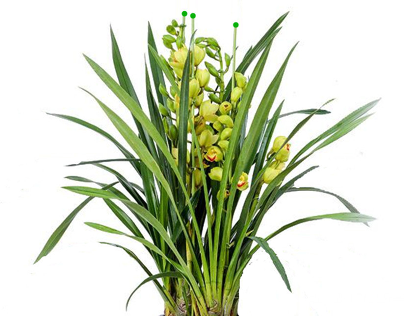 老爸养了多年花就认准了三种肥料，养啥花都用它，盆盆长得旺