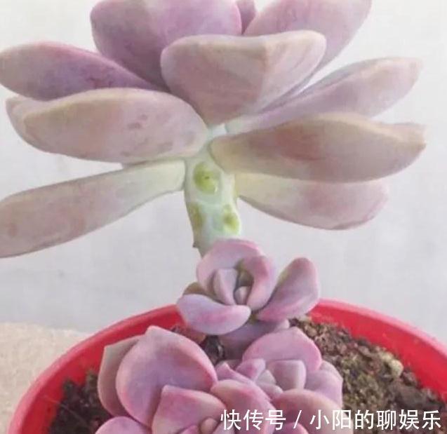 分享6种超级好养的多肉，轻松养爆盆又漂亮，养再多都不嫌够