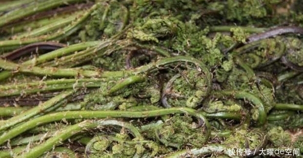 这种植物被称“野菜王”,比人参营养高,1斤卖50元,你吃过没