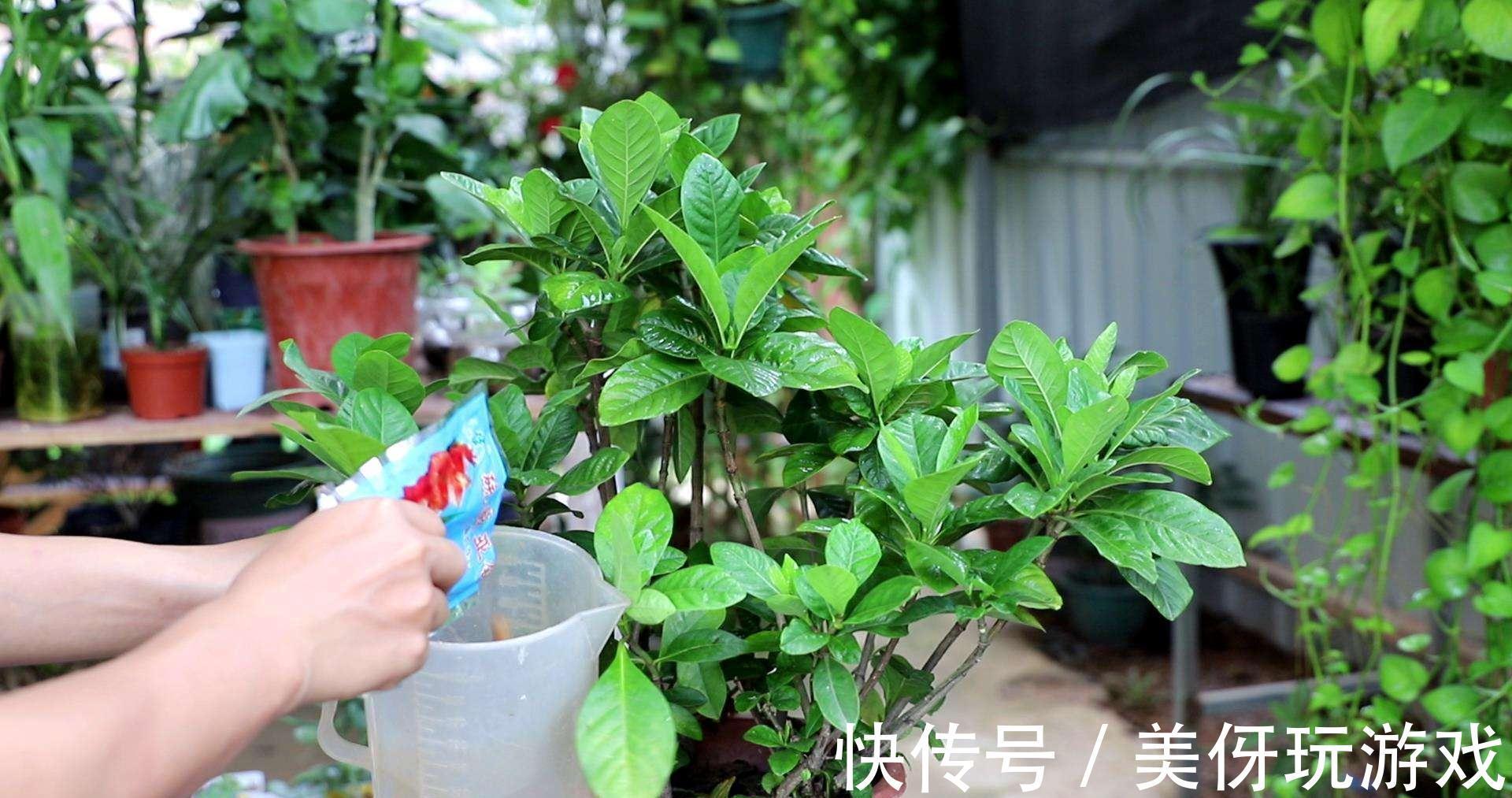 养花肥“又杂又贵”?认清3元素,花几块钱,养一百种花