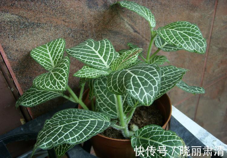 养花试试这几款,绚丽多彩,深受网民喜爱的小盆栽植物