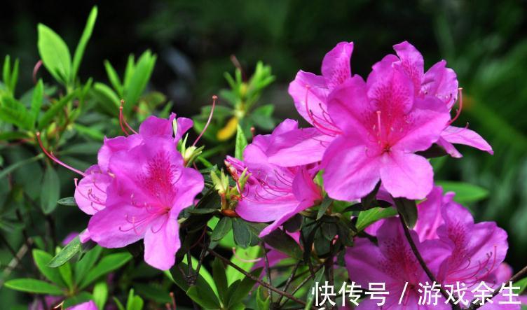 杜鹃盆景开花少怎么办，原来花农常用几个方法，让你花开不断
