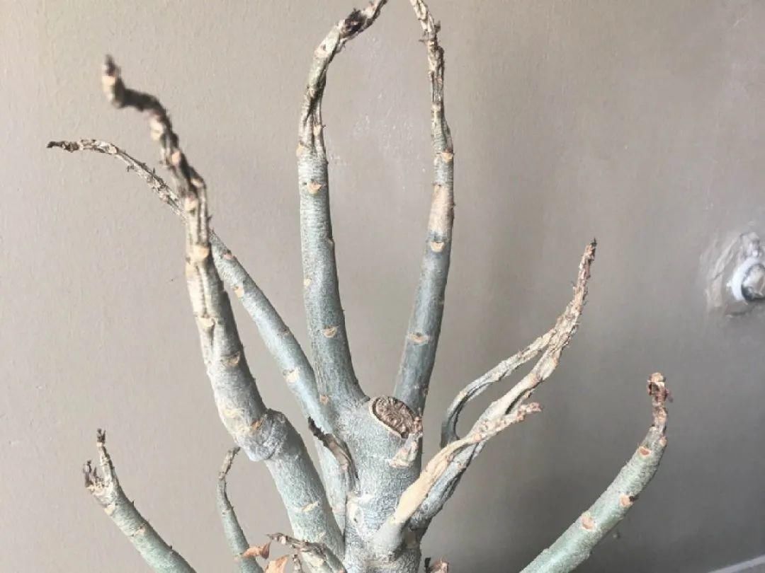 栀子花叶子发黄，是求救信号，不管花就容易死