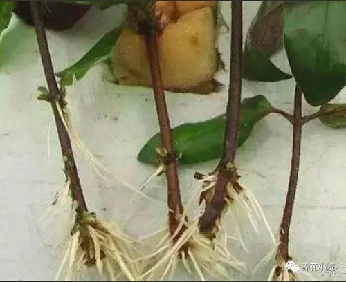 在家自己制作花肥，方法简单，营养全面，养什么花都旺盛