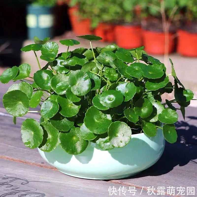 观赏价值|八种命里带“钱”的植物,家里养一盆,招财又旺运,你家养了几种
