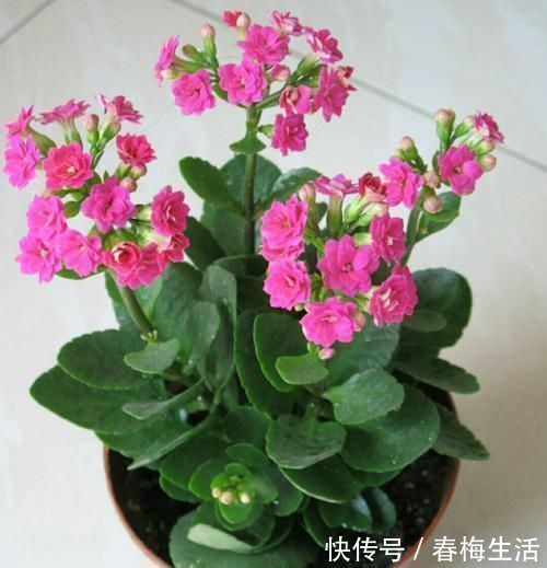 夏天8种花不用买,掐个叶子就能插活,让你的阳台变花园