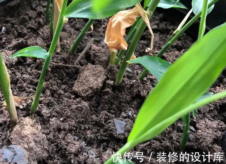 盆栽|吃不完的老姜这么一盆栽,来年就能收获新姜,平时堪当驱蚊剂