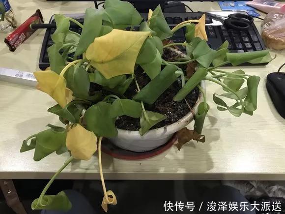 太阳花|咋“折腾”都不死的4种花，越修剪越旺，很难养死