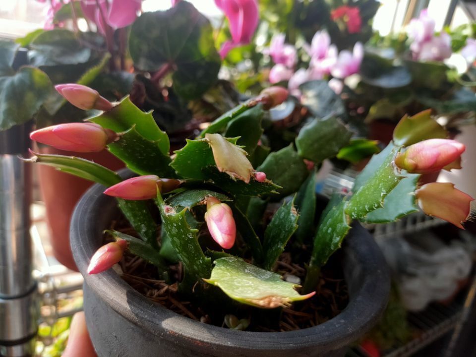 养护蟹爪兰,避开4个养护“弊端”,茎片肥、根系壮,来年开花多