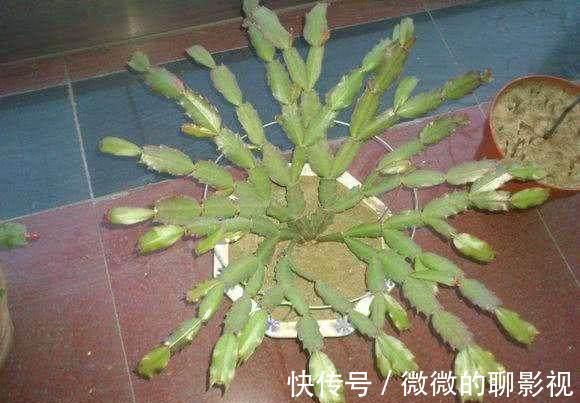 这么给蟹爪兰浇水,蟹爪兰不但没死,还越长越好