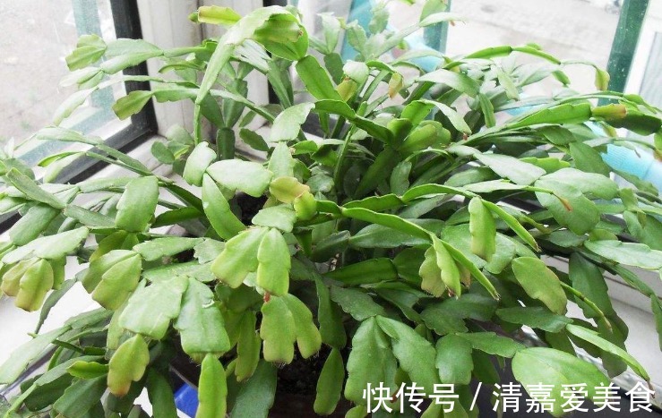 入坑看看别人是怎么用多菌灵、磷酸二氢钾、阿司匹林养花吧!