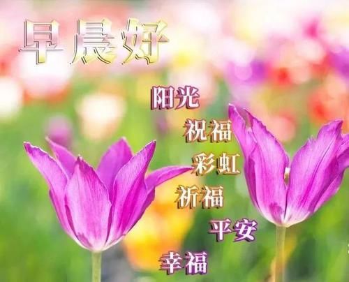 表情|早上好温馨漂亮图片祝福语录，早晨好唯美动画表情问候语录