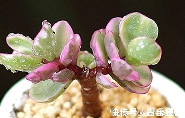 茎秆|5种多肉开花可遇不可求,太少见别剪掉,值得拍照留影做纪念