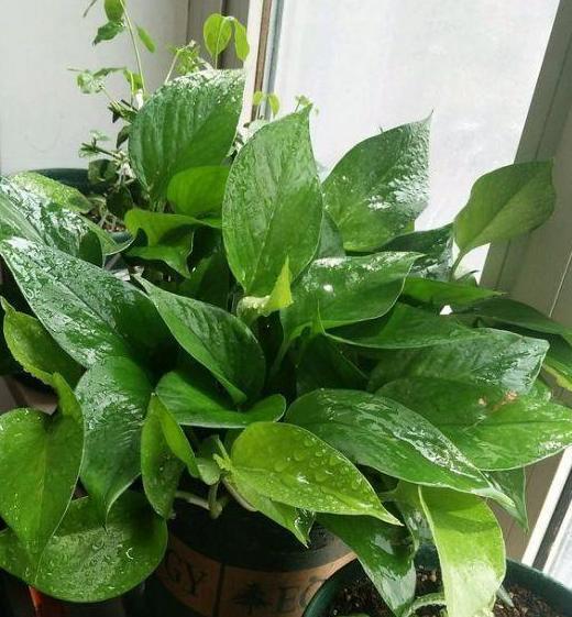 养花就用它来浇，怎么浇都肥，怎么养都好，植物很容易爆盆