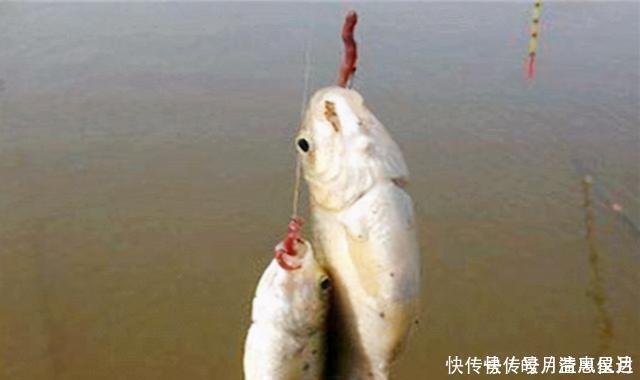 双钩挂蚯蚓野钓,就用这两种调漂方法,操作简单还精准