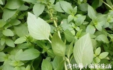 野菜|农村常见的一种野菜,具有清热解毒,止痛止血,治疗咳嗽的功能!