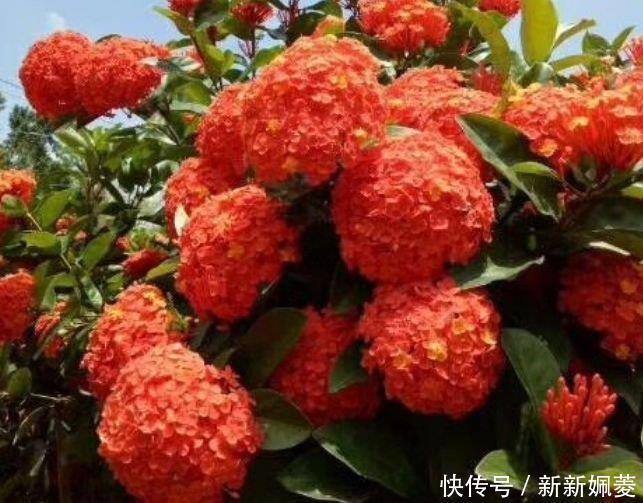 漂亮|此花超漂亮,沾土就活,花朵大花期长,比牡丹还美