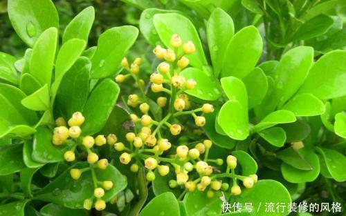 夏天|夏天就养4种花,越热越浇水,盛开时繁花似锦,花色美轮美奂