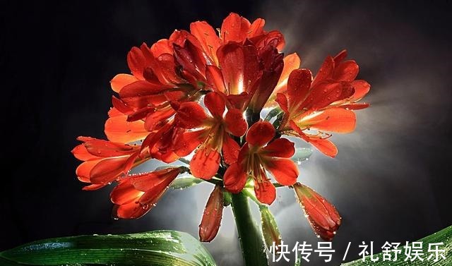 施肥|君子兰根系粗壮,花箭乱窜,多亏了这2步,现在实施时间正好!