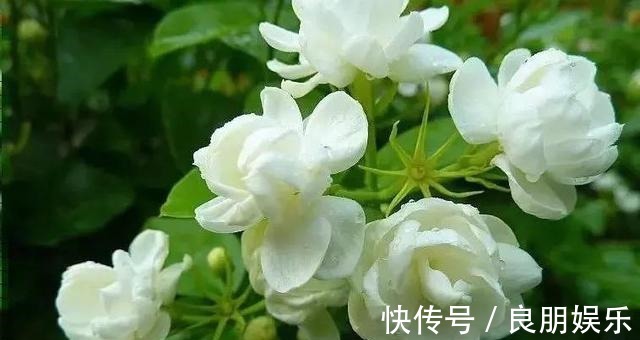 养护|茉莉花总是养不好,掌握几个养护技巧,植株生长速度快,花开不断