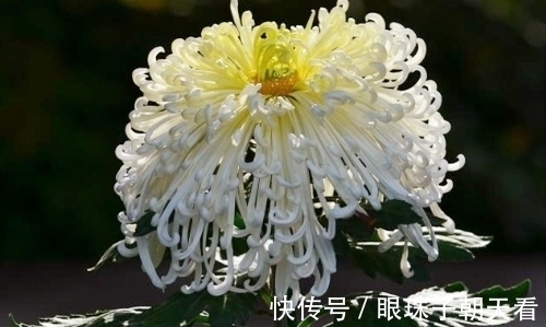 七律#吟菊七律九首:红尘何寄相思语,一缕幽香几度情