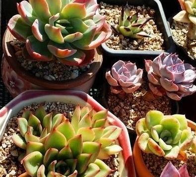 露养之前,先留意下这些,助你养出健康漂亮的多肉