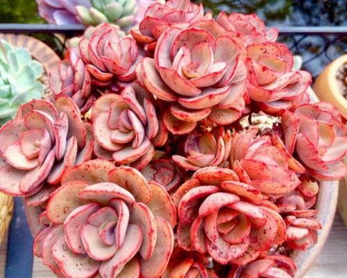 这花很特别，太阳越晒，叶子越红，长出状态像个艺术品