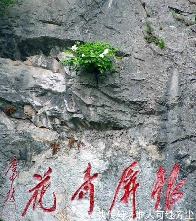 中国的“天下第一奇花”，有千年花龄，还能预测旱涝情况！