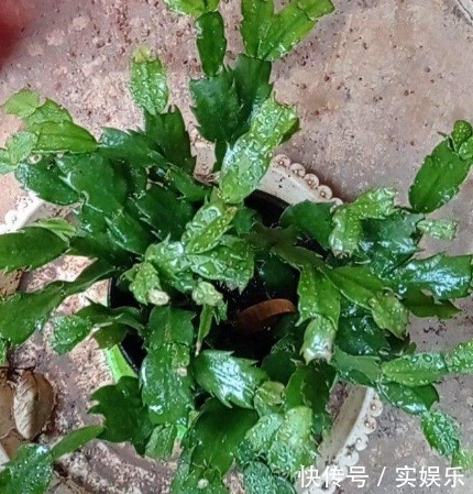 花苞|蟹爪兰长出这种叶子，立马掰掉它，嗖嗖冒花苞！