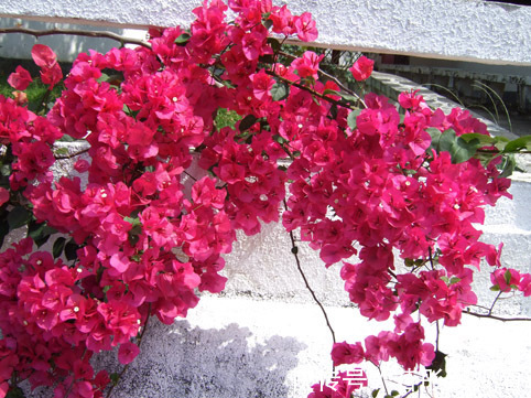 铁线莲|买花也要看日子，时候不对养不活白费力，附6种常见花卉入手时间