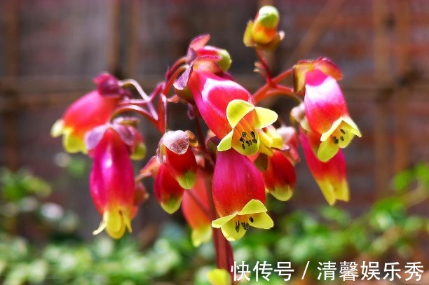 盆栽|4种镇宅又养人的花,添福添运添富贵,多子多福财源滚滚来