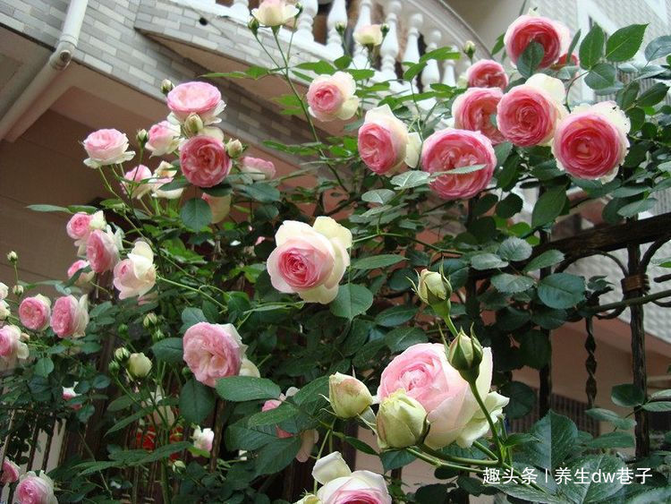 最适合新手的兰花，价格低廉，多季开花，漂亮又好养，赏花又闻香