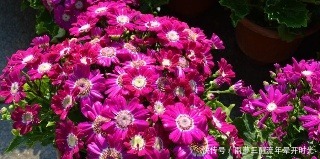 蒜泥|厨房里的1种调味料，用来养花，花苞呼呼长，养一盆旺一盆！