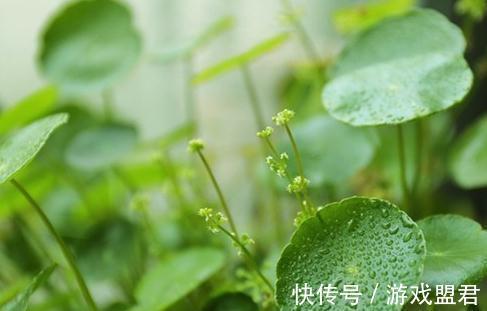 要想铜钱草爆盆，这样养，一天一个样，10天就爆盆