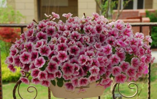 养花|养花试试这几款,花色艳丽,室内养一盆也是非常不错的