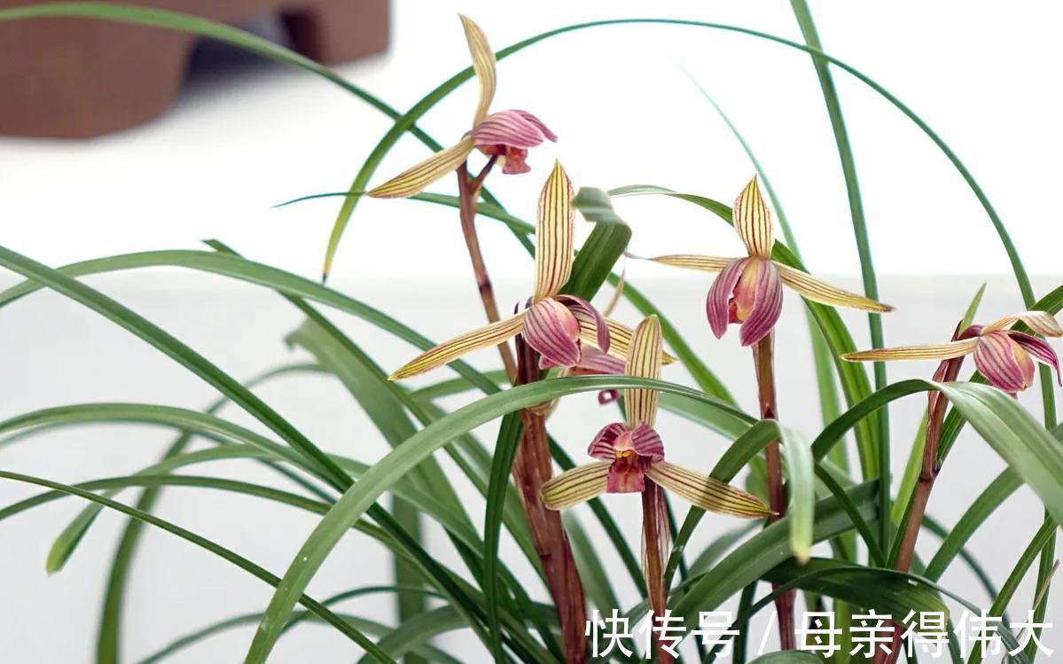 3种花适合宠着养，冬季养家里，寓意好开花多