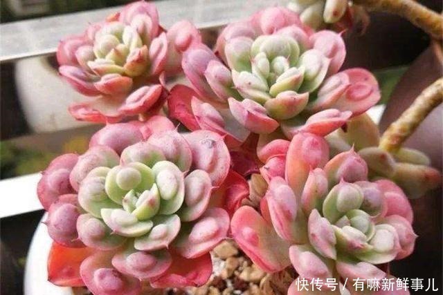 多肉植物|多肉半死不活,浇水也不行教你3招,吹气般的胖起来!