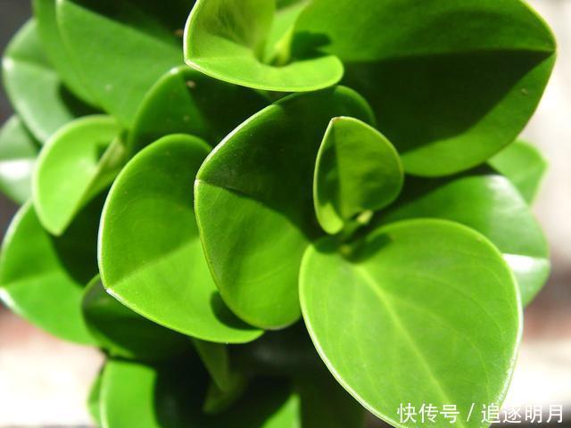 错过|养豆瓣绿不要错过,叶子都能长一棵,一次繁殖100盆,爆盆快