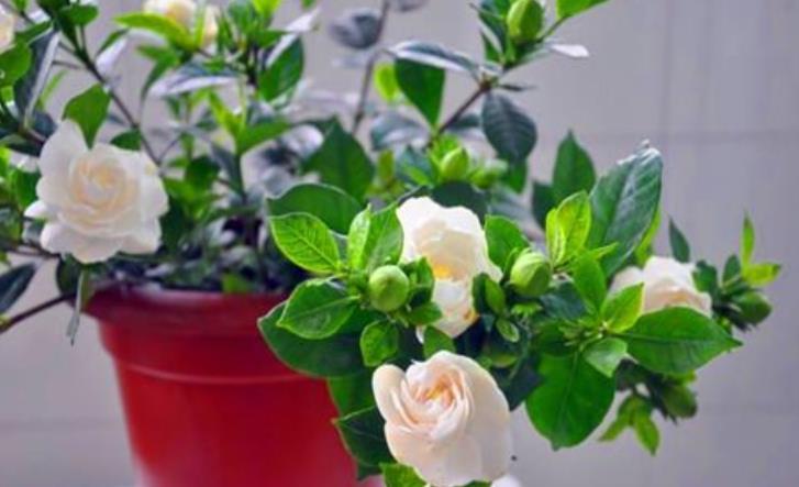 春天养花,浇水也是一门学问,如果浇水不当,这些植物会严重受损