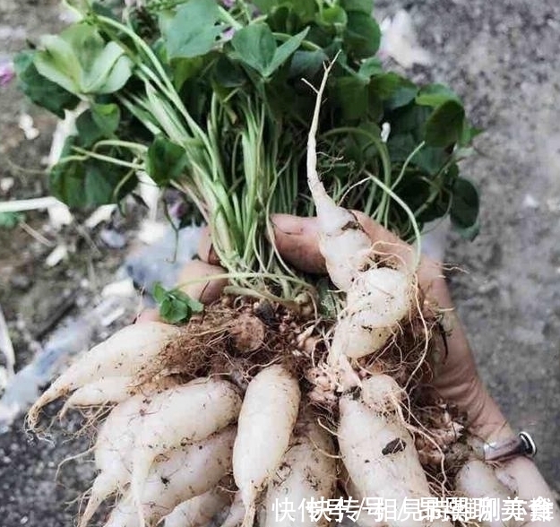 根部|在农村,小时候最喜欢一口吃掉它,据说几乎没有农村娃不认识它