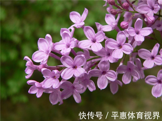 此花是忧愁也是思念，有着最为高贵的色彩，是跨越空间的思念